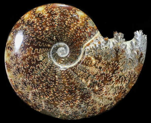 Polished, Agatized Ammonite (Cleoniceras) - Madagascar #54410